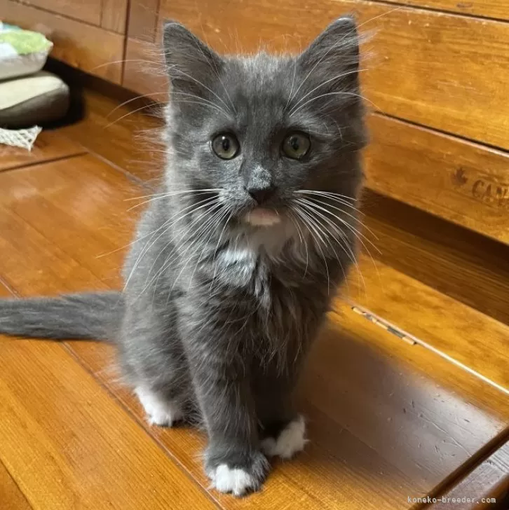 ID：2407-02629の子猫