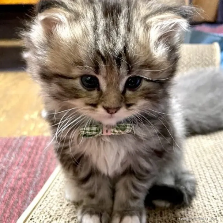 s.i 様のお迎えした子猫