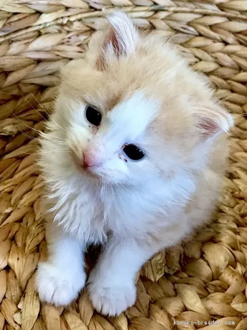 ID:2008-00003の子猫