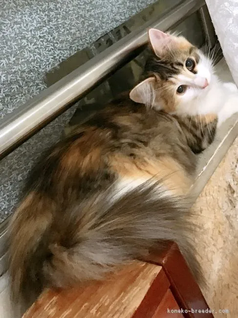 ID:1806-01637の子猫