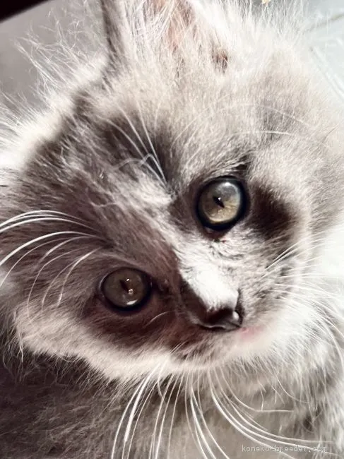 ID：2011-01864の子猫