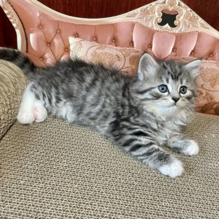 ID:2305-02355の子猫