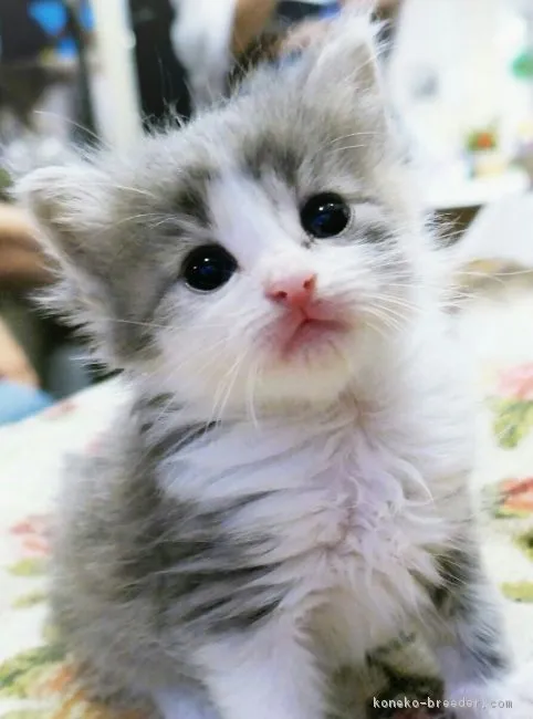 ID：1708-00088の子猫