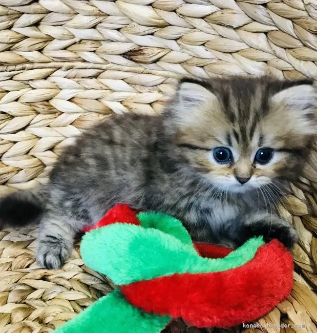 ID：1906-00943の子猫