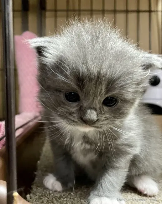 ID：2107-00684の子猫