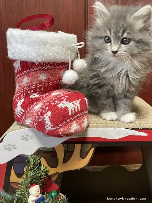ID：2111-01605の子猫
