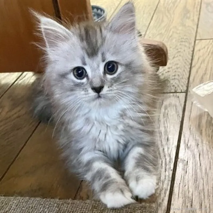 ID:2307-00765の子猫