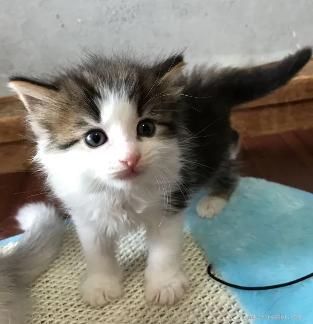 ID：2007-02133の子猫