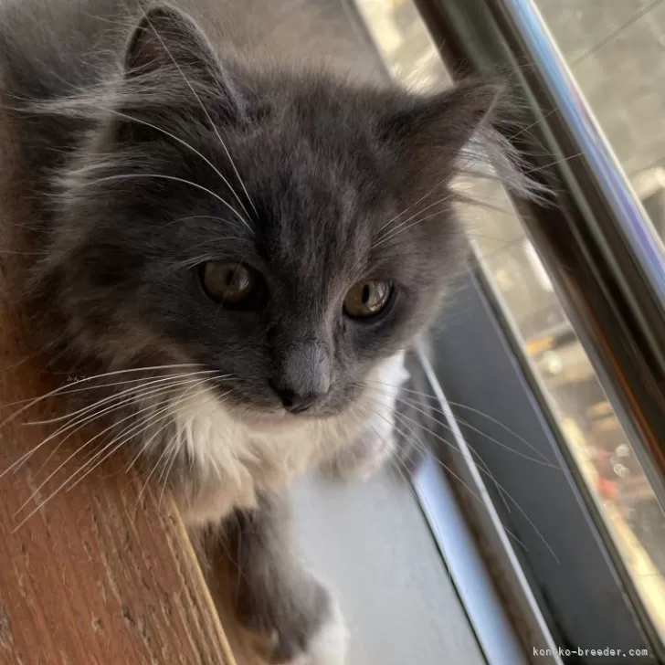 きくらげ 様のお迎えした子猫