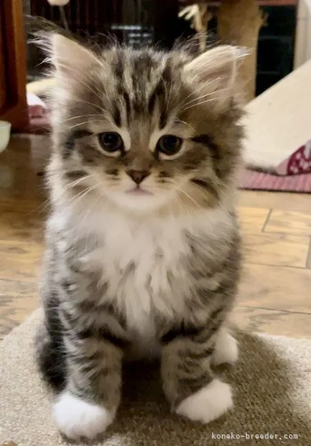 ID:2104-00004の子猫