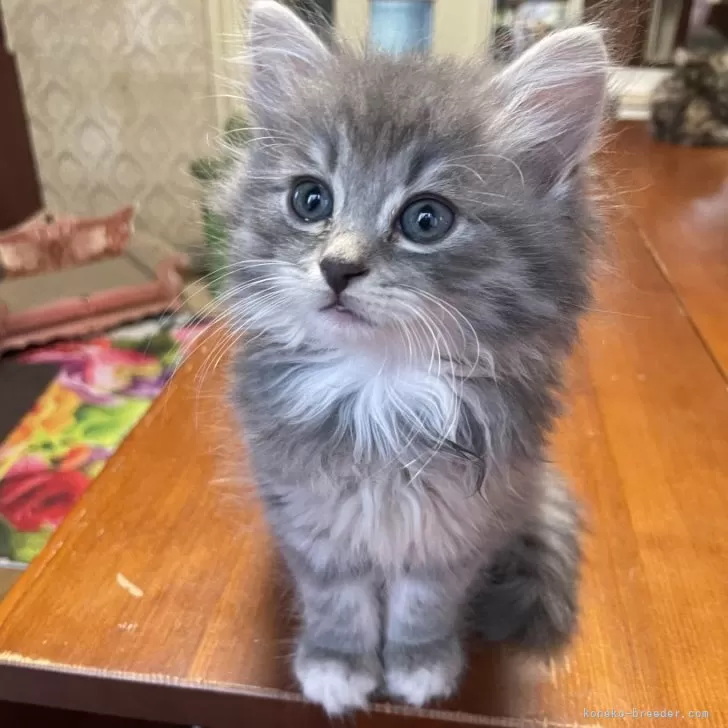 Y.K 様のお迎えした子猫