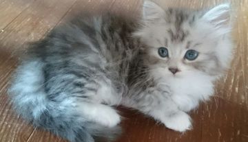 ノルウェージャンフォレストキャット×チンチラ【東京都・男の子・2017年8月15日・シルバータビー&ホワイト（長毛）】の写真「短ソックス肉球ピンク瞳はブルーのイケメン君です」