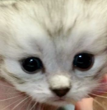 ノルウェージャンフォレストキャット×チンチラ【東京都・男の子・2018年5月5日・シルバーマッカレルタビー&ホワイト（長毛）】の写真「短ソックスブルーアイエプロンモフモフイケメン」