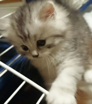 ノルウェージャンフォレストキャット×チンチラ【東京都・女の子・2017年8月15日・シルバータビー&ホワイト（長毛）】の写真「短ソックス肉球ピンク789日東京にて見学販売予定」