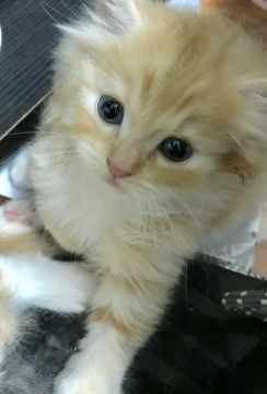 ノルウェージャンフォレストキャット×スコティッシュ【東京都・男の子・2018年5月14日・クリームタビー&ホワイト（ロング）】の写真「141516東京予定モフフワ短ソックス動画みてにゃ」