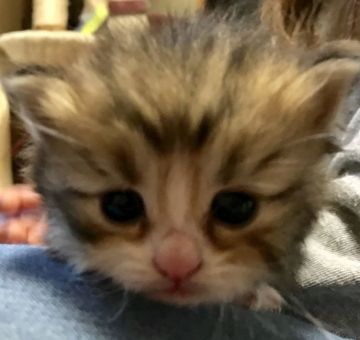 ノルウェージャンフォレストキャット×チンチラ【東京都・男の子・2018年5月5日・ブラウンマッカレルタビー&ホワイト（長毛）】の写真「ハチワレエプロン短ソックス肉球ピンクブルーアイ」