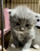 ラグドール×ブリティッシュロングヘアー【東京都・男の子・2021年6月11日・ブルー&ホワイト】の写真1