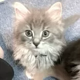 ノルウェージャン×ブリティッシュロング【東京都・男の子・2024年4月26日・ブルーマッカレルタビー&ホワイト】の写真1