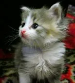 ノルウェージャンフォレストキャット【東京都・女の子・2017年7月17日・ブルーパッチドタビー&ホワイト】の写真2