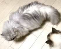 ペルシャ(チンチラ)【・女の子・2018年11月19日・チンチラシェーデッドシルバー】