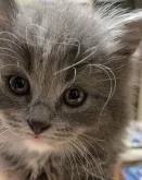 ラグドール×ブリティッシュロングヘア【東京都・男の子・2022年10月14日・ブルー&ホワイト】の写真2