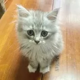 ラグドール✖︎チンチラ【東京都・女の子・2024年4月26日・シルバータビー&ホワイト】の写真4