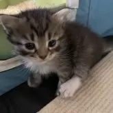 ノルウェージャン✖️ラグブリ【東京都・女の子・2024年6月24日・ブラウンタビー&ホワイト】の写真5