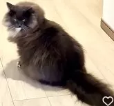 ノルウェージャン×ブリティッシュロング【東京都・男の子・2024年4月26日・ブルーマッカレルタビー&ホワイト】の写真5「1歳になったノルブリちゃんゴージャスなモフフワなります♡」