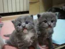 ラグドール×ブリティッシュロングヘアー【東京都・男の子・2021年6月11日・ブルー&ホワイト】の写真5