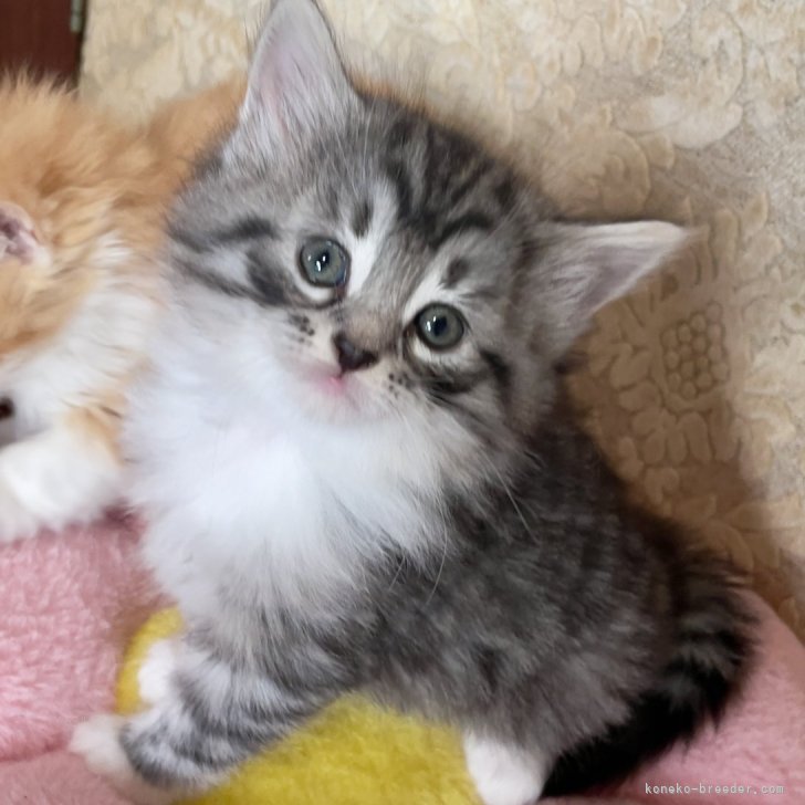 ブリーダー画像