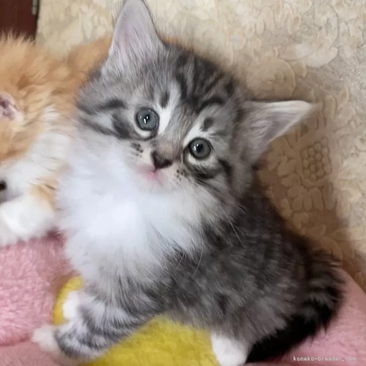 ノルウェージャン×スコミックス【東京都・女の子・2025年11月5日・シルバーマッカレルタビー&amp;ホワイト】の写真1