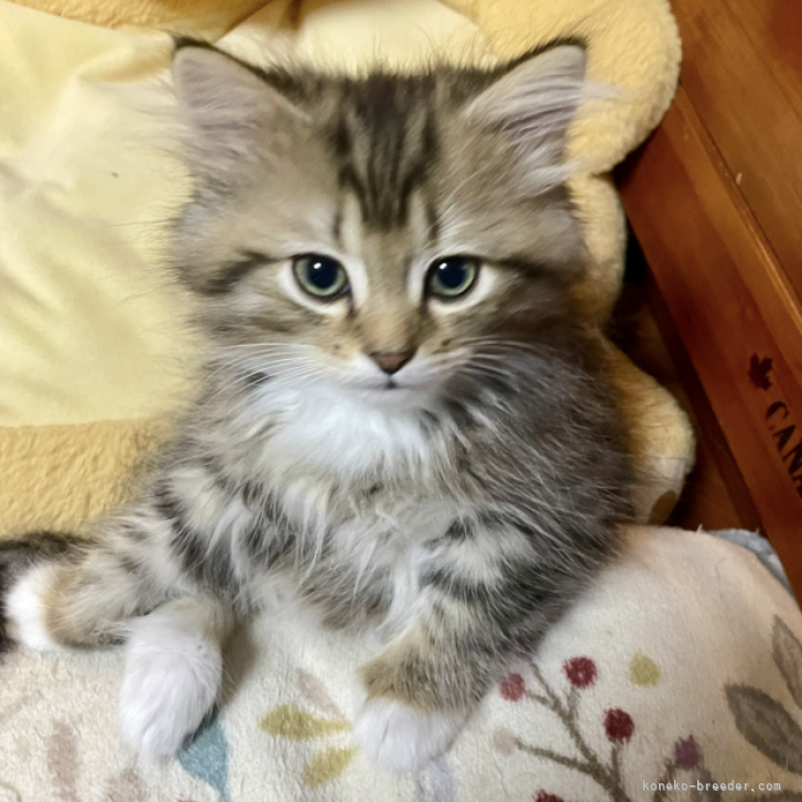 ブリーダー画像