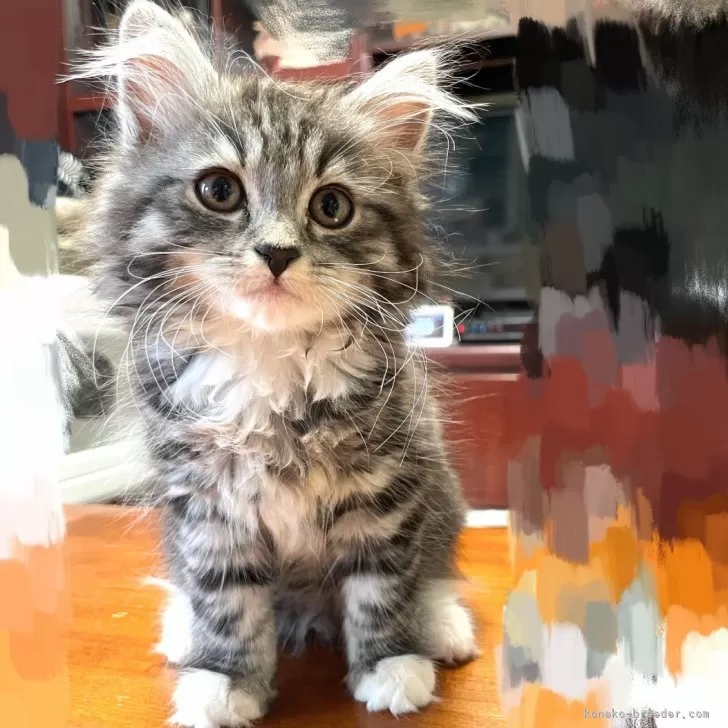 ID:2504-02827の子猫