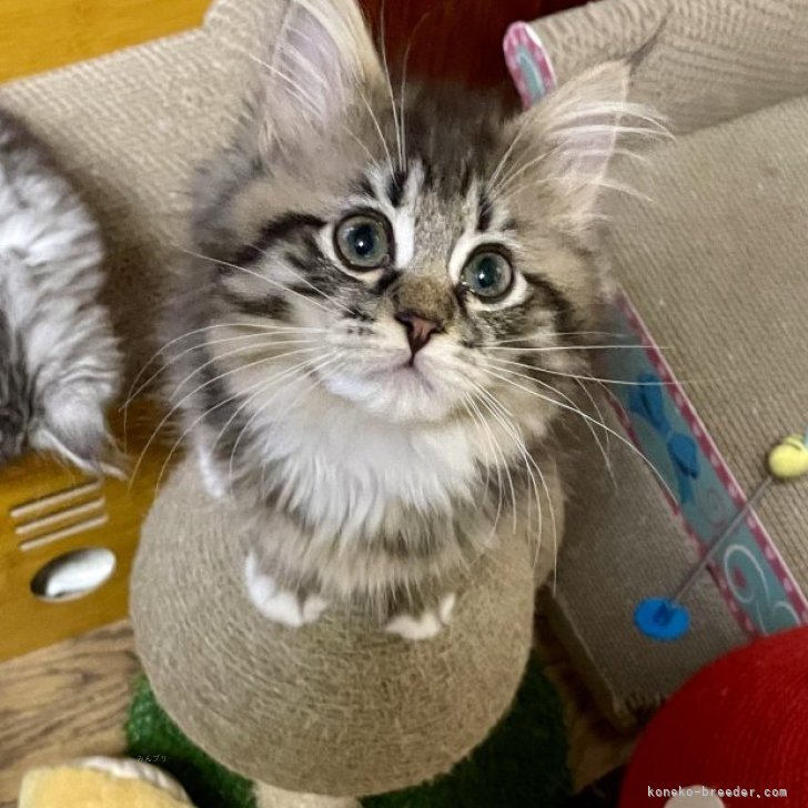 T.S 様のお迎えした子猫