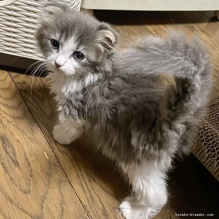 ID：2506-01090の子猫