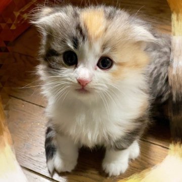 ノルウェージャン×スコミックス【東京都・女の子・2025年11月5日・キャリコ（ロング）】の写真「クリスマス特典あり❣️折耳、ペンライト」