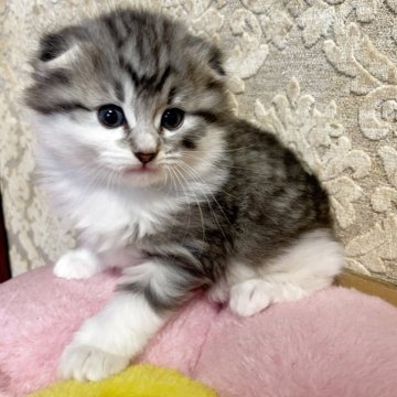 ノルウェージャン×スコミックス【東京都・女の子・2025年11月5日・シルバータビー&ホワイト（ロング）】の写真「クリスマス特典あり❣️折耳、アイライン」