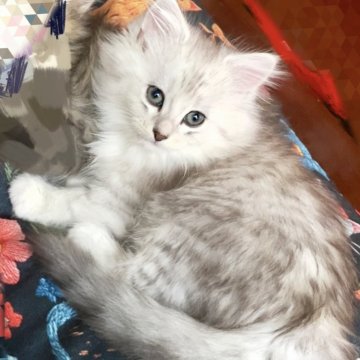 ラグドール×チンチラ【東京都・男の子・2025年8月25日・シェーデッドシルバー（ロング）】の写真「M字王冠　甘えん坊君」
