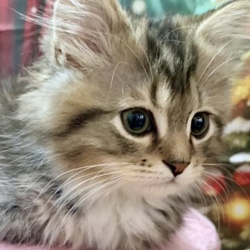 ラグドール×チンチラ【東京都・男の子・2025年8月25日・シェーデッドゴールデン（ロング）】の写真「M字王冠　甘えん坊君」