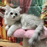 ラグドール×チンチラ