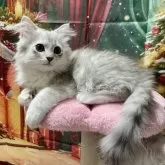 ラグドール×チンチラ