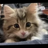 ラグドール×チンチラ