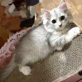 ノルウェージャン×チンチラ