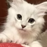ラグドール×チンチラ