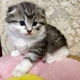 ノルウェージャン×スコミックス