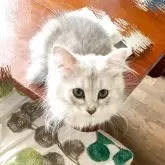 ノルウェージャン×チンチラ
