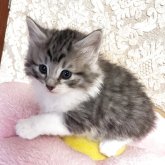 ノルウェージャン×スコミックス