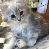 ラグドール×チンチラ