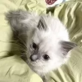 ラグドール×ノルスコ【東京都・男の子・2025年5月12日・ブルーポイントカラー】の写真2