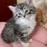 ノルウェージャン×スコミックス【東京都・女の子・2025年11月5日・シルバーマッカレルタビー&ホワイト】の写真2